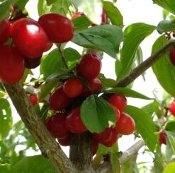 Großfrüchtige Kornelkirsche `Jolico´ Cornus Mas `Jolico´ -Premium-Pflanzenauswahl-Shop Kornelkirsche jolico