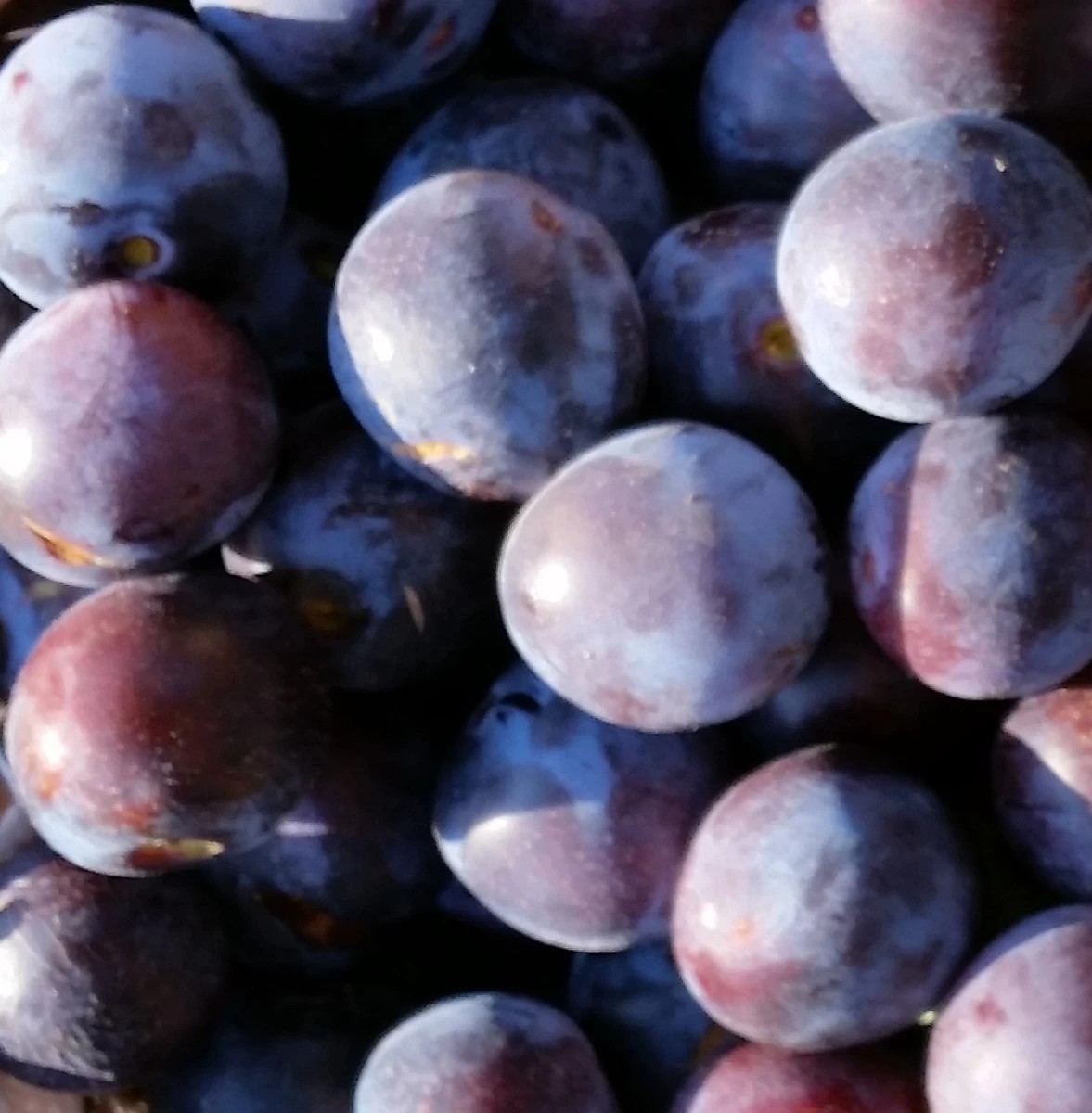 Artländer Zuckerpflaume Prunus Domestica `Artländer Zuckerpflaume´ 3 Artländer Zuckerpflaume Prunus Domestica `Artländer Zuckerpflaume´