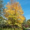 Lebkuchenbaum / Katsurabaum Cercidiphyllum Japonicum 2 Lebkuchenbaum / Katsurabaum Cercidiphyllum Japonicum -Premium-Pflanzenauswahl-Shop Lebkuchenbaum