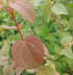 Lebkuchenbaum / Katsurabaum Cercidiphyllum Japonicum 12 Lebkuchenbaum / Katsurabaum Cercidiphyllum Japonicum -Premium-Pflanzenauswahl-Shop Lebkuchenbaum Blatt1
