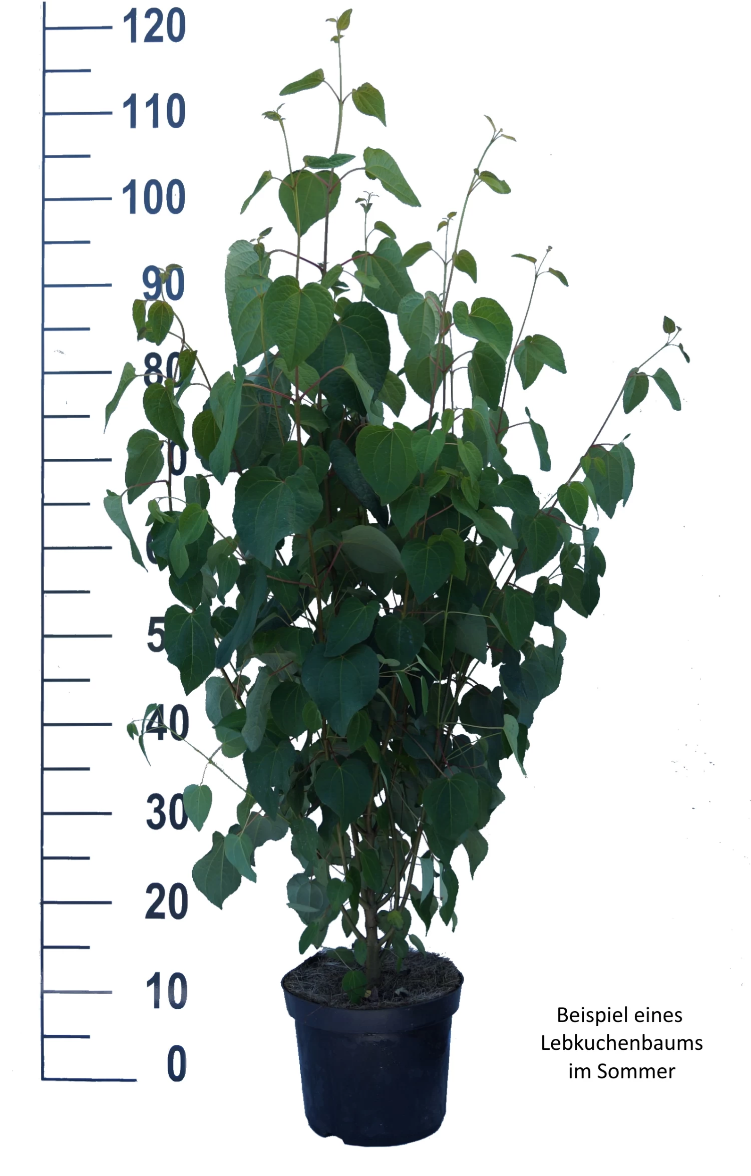 Lebkuchenbaum / Katsurabaum Cercidiphyllum Japonicum 8 Lebkuchenbaum / Katsurabaum Cercidiphyllum Japonicum – Bild 6