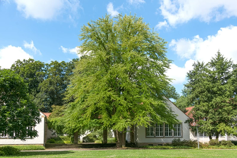 Lebkuchenbaum / Katsurabaum Cercidiphyllum Japonicum 4 Lebkuchenbaum / Katsurabaum Cercidiphyllum Japonicum – Bild 2