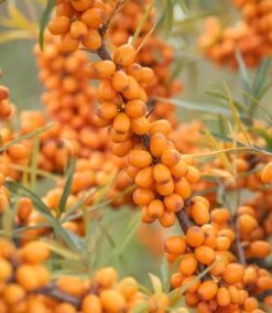 Sanddorn `Leikora´ Hippophae Rhamnoides `Leikora´
