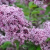 Zwerg-Duft-Flieder `Lillifee´® Syringa Meyeri `Lillifee´ -Premium-Pflanzenauswahl-Shop Lillifee Kordes Jungpflanzen