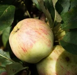 Zwergapfel Maloni® `Lilly´® Malus Domestica `Lilly´ 6 Zwergapfel Maloni® `Lilly´® Malus Domestica `Lilly´ -Premium-Pflanzenauswahl-Shop Lilly