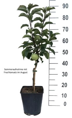Zwergapfel Maloni® `Lilly´® Malus Domestica `Lilly´ 7 Zwergapfel Maloni® `Lilly´® Malus Domestica `Lilly´ -Premium-Pflanzenauswahl-Shop Lilly weiss