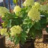 Rispenhortensie `Little Lime®´ Hydrangea Paniculata `Little Lime´ -Premium-Pflanzenauswahl-Shop Limelight Hortensie