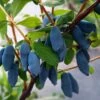 Honigbeere / Maibeere `Aurora´ Lonicera Caerulea `Aurora´ -Premium-Pflanzenauswahl-Shop Lonicera caerulea Aurora
