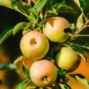 Säulenapfel `Lopini´® Malus Domestica `Lopini´® -Premium-Pflanzenauswahl-Shop Lopini