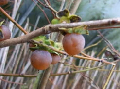 Lotuspflaume, Bildet Kleine Kakifrüchte Diospyros Lotus