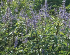 Mönchspfeffer Vitex Agnus Castus 16 Mönchspfeffer Vitex Agnus Castus -Premium-Pflanzenauswahl-Shop M nchpfeffer 3
