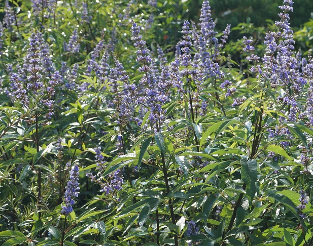 Mönchspfeffer Vitex Agnus Castus 8 Mönchspfeffer Vitex Agnus Castus – Bild 6