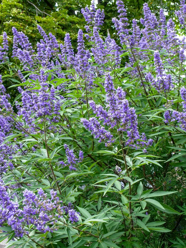 Mönchspfeffer Vitex Agnus Castus 4 Mönchspfeffer Vitex Agnus Castus – Bild 2