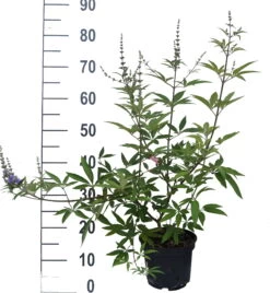 Mönchspfeffer Vitex Agnus Castus 15 Mönchspfeffer Vitex Agnus Castus -Premium-Pflanzenauswahl-Shop M nchspfeffer weiss