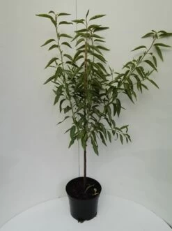 Dürkheimer Krachmandel Prunus Dulcis `Dürkheimer Krachmandel´ -Premium-Pflanzenauswahl-Shop MAndel