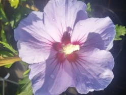 Hibiskus `Marina´ Hibiscus Syriacus `Marina -Premium-Pflanzenauswahl-Shop MArina Hibiskus