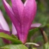 Purpur-Magnolie `Susan´ Magnolia Liliiflora `Susan´ -Premium-Pflanzenauswahl-Shop Magnolia Susan