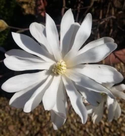 Sternmagnolie Magnolia Stellata