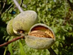 Dürkheimer Krachmandel Prunus Dulcis `Dürkheimer Krachmandel´