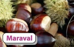 Esskastanie `Maraval´ Castanea Sativa `Maraval´