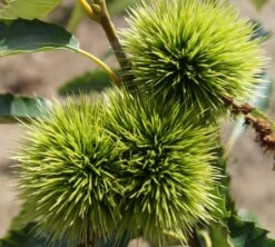 Esskastanie `Maraval´ Castanea Sativa `Maraval´ -Premium-Pflanzenauswahl-Shop Maraval5b62cdb854980