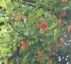 MilankaⓇ Bunte Kirschpflaume Prunus Cerasifera `Milanka´ -Premium-Pflanzenauswahl-Shop Milanka Frucht