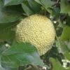 Milchorangenbaum Maclura Pomifera -Premium-Pflanzenauswahl-Shop Milchorange