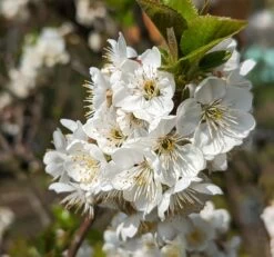 Zwergsauerkirsche Morellini Prunus Cerasus `Morellini´ -Premium-Pflanzenauswahl-Shop Morellini Bl te 1