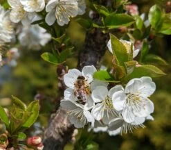 Zwergsauerkirsche Morellini Prunus Cerasus `Morellini´ -Premium-Pflanzenauswahl-Shop Morellini Bl te mit Biene