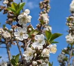 Zwergsauerkirsche Morellini Prunus Cerasus `Morellini´ -Premium-Pflanzenauswahl-Shop Morellini Bl te0990A9bUHZmab