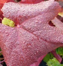 Blauer Muskateller Vitis `Blauer Muskateller´ -Premium-Pflanzenauswahl-Shop Muskateller herbstf rbung