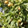 Nashi `Naddel Pear´ (Halbstamm Wurzelnackt) Pyrus Pyrifolia 2 Nashi `Naddel Pear´ (Halbstamm Wurzelnackt) Pyrus Pyrifolia -Premium-Pflanzenauswahl-Shop Naddel Pear1