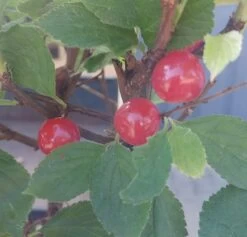 Nankingkirsche `Orient´ Prunus Tomentosa Orient 8 Nankingkirsche `Orient´ Prunus Tomentosa Orient -Premium-Pflanzenauswahl-Shop Nankingkirsche Frucht