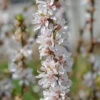 Nankingkirsche `Orient´ Prunus Tomentosa Orient