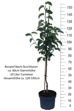 Nashi Nijiseiki Pyrus Pyrifolia `Nijiseiki´ -Premium-Pflanzenauswahl-Shop Nashi Buschbaum weiss