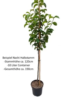 Benita®, Kreuzung Aus Birne Und Nashi Pyrus Pyrifolia `Benita´ 9 Benita®, Kreuzung Aus Birne Und Nashi Pyrus Pyrifolia `Benita´ -Premium-Pflanzenauswahl-Shop Nashi Halbstamm1QA3uvqrlhlbLZ