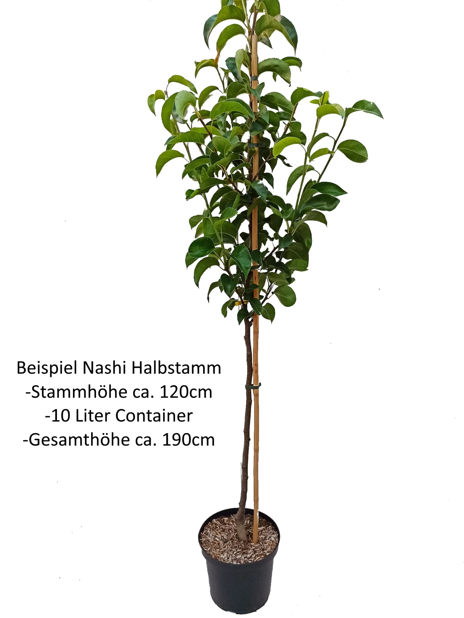 Nashi Kosui Pyrus Pyrifolia `Kosui´ 6 Nashi Kosui Pyrus Pyrifolia `Kosui´ – Bild 4