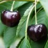 Oktavia Prunus Avium `Oktavia´ 1 Oktavia Prunus Avium `Oktavia´ -Premium-Pflanzenauswahl-Shop Oktavia574ff24be4c03