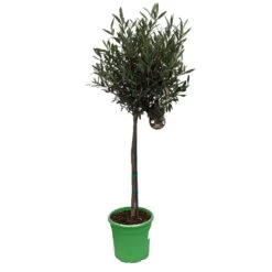 Olivenbaum - Stämmchen Olea Europaea -Premium-Pflanzenauswahl-Shop Olivenbaum 1