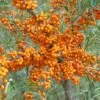 Sanddorn Orange Energy Hippophae Rhamnoides `Orange Energy´ -Premium-Pflanzenauswahl-Shop Orange Energy 2