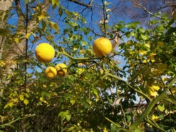 Dreiblättrige Orange Poncirus Trifoliata -Premium-Pflanzenauswahl-Shop PONCIRUS trifoliata