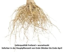 Bühler Frühzwetsche Prunus Domestica `Bühler Frühzwetsche´ 9 Bühler Frühzwetsche Prunus Domestica `Bühler Frühzwetsche´ -Premium-Pflanzenauswahl-Shop Pflaume Beispiel wurzelnacktXeCuSZR7Thrdj