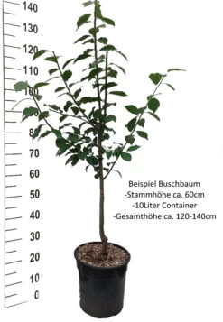 Wangenheims Frühzwetsche Prunus Domestica `Wangenheim´s Frühzwetsche´ -Premium-Pflanzenauswahl-Shop Pflaume Buschbaum Beispiel Neu WeissvOoIaYPz85LGX
