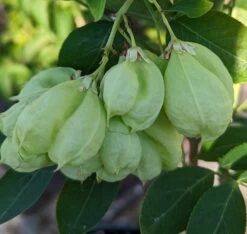 Rispen-Pimpernuss Staphylea Pinnata -Premium-Pflanzenauswahl-Shop Pimpernuss Frucht