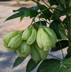 Rispen-Pimpernuss Staphylea Pinnata -Premium-Pflanzenauswahl-Shop Pimpernuss Frucht1