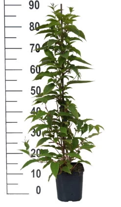 Premium-Pflanzenauswahl-Shop -Premium-Pflanzenauswahl-Shop Pink Jumbo weiss