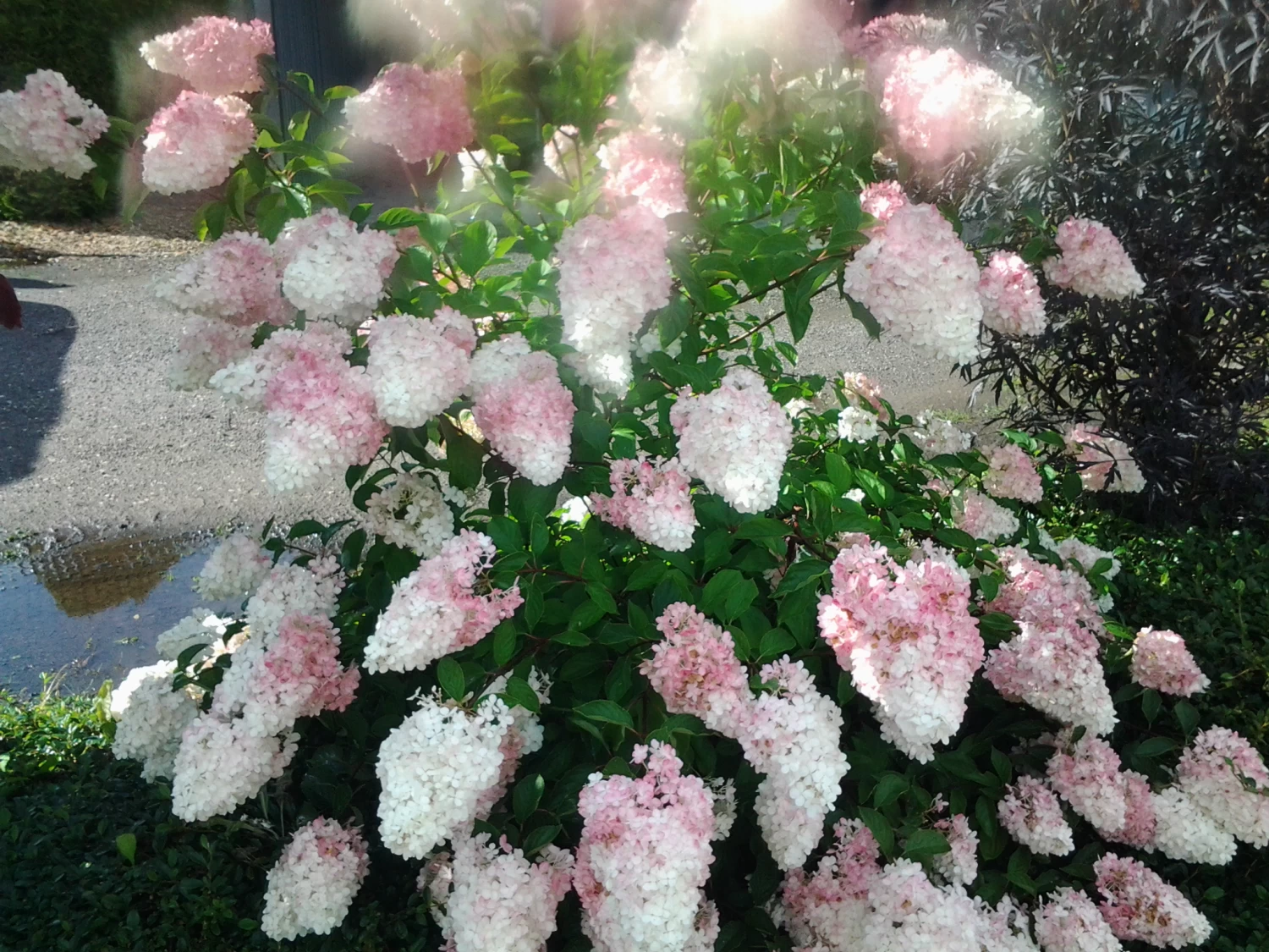 Rispenhortensie `Vanille-Fraise´ Hydrangea Paniculata `Vanille Fraise´ 6 Rispenhortensie `Vanille-Fraise´ Hydrangea Paniculata `Vanille Fraise´ – Bild 4