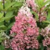 Rispenhortensie Pinky Winky ® Hydrangea Paniculata `Pinky Winky´ 2 Rispenhortensie Pinky Winky ® Hydrangea Paniculata `Pinky Winky´ -Premium-Pflanzenauswahl-Shop Pinky Winky Hortensie