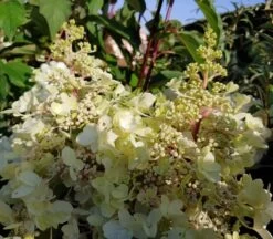Rispenhortensie Pinky Winky ® Hydrangea Paniculata `Pinky Winky´ 5 Rispenhortensie Pinky Winky ® Hydrangea Paniculata `Pinky Winky´ -Premium-Pflanzenauswahl-Shop Pinky Winky1