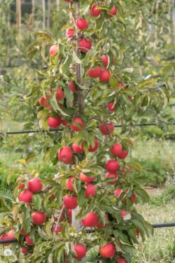 Pinova ® Malus Domestica -Premium-Pflanzenauswahl-Shop Pinova am Baum